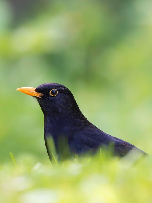 Eine Amsel auf einer grünen Wiese