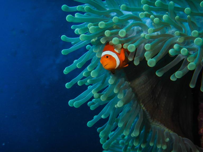 Ein Anemonenfisch streckt den Kopf aus einer grünlichen Anemone im dunkelblauen Ozean