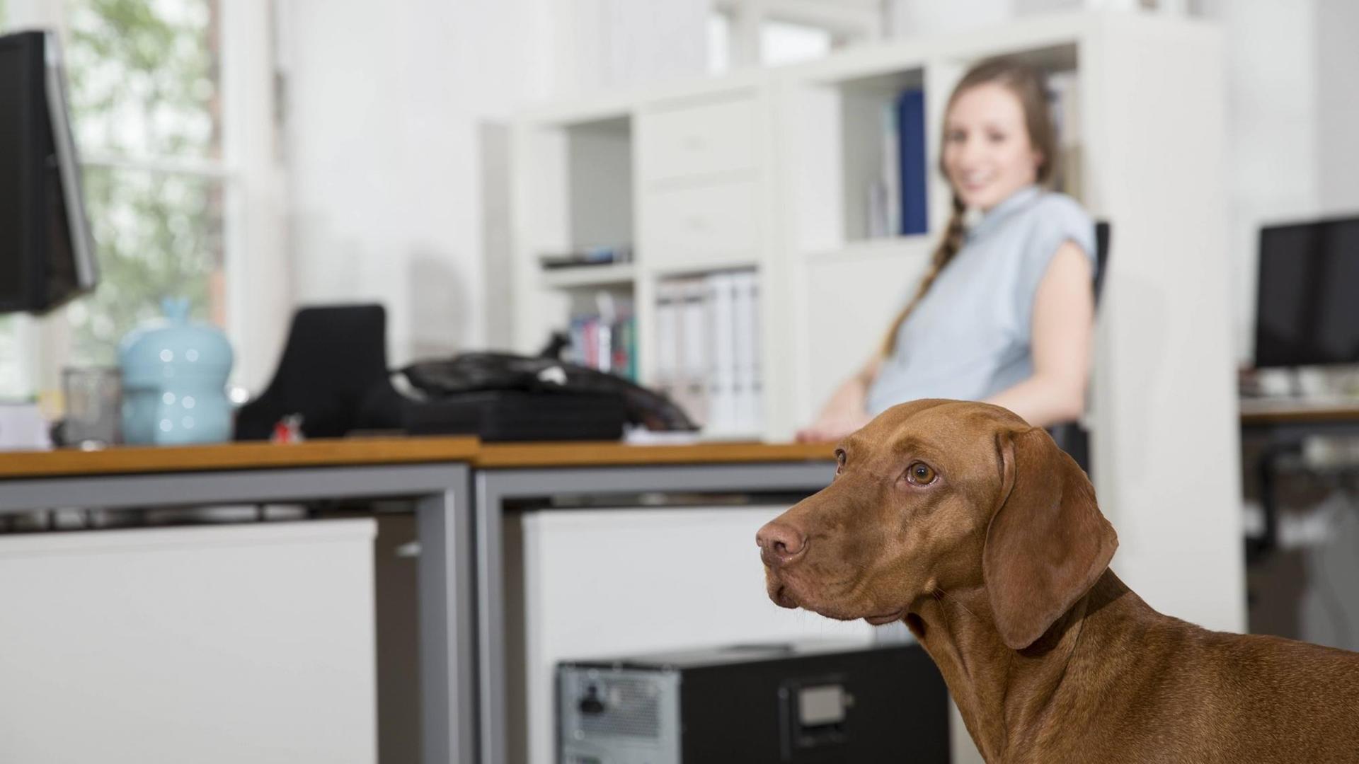 Ein Hund steht an einem Arbeitsplatz im Büro.