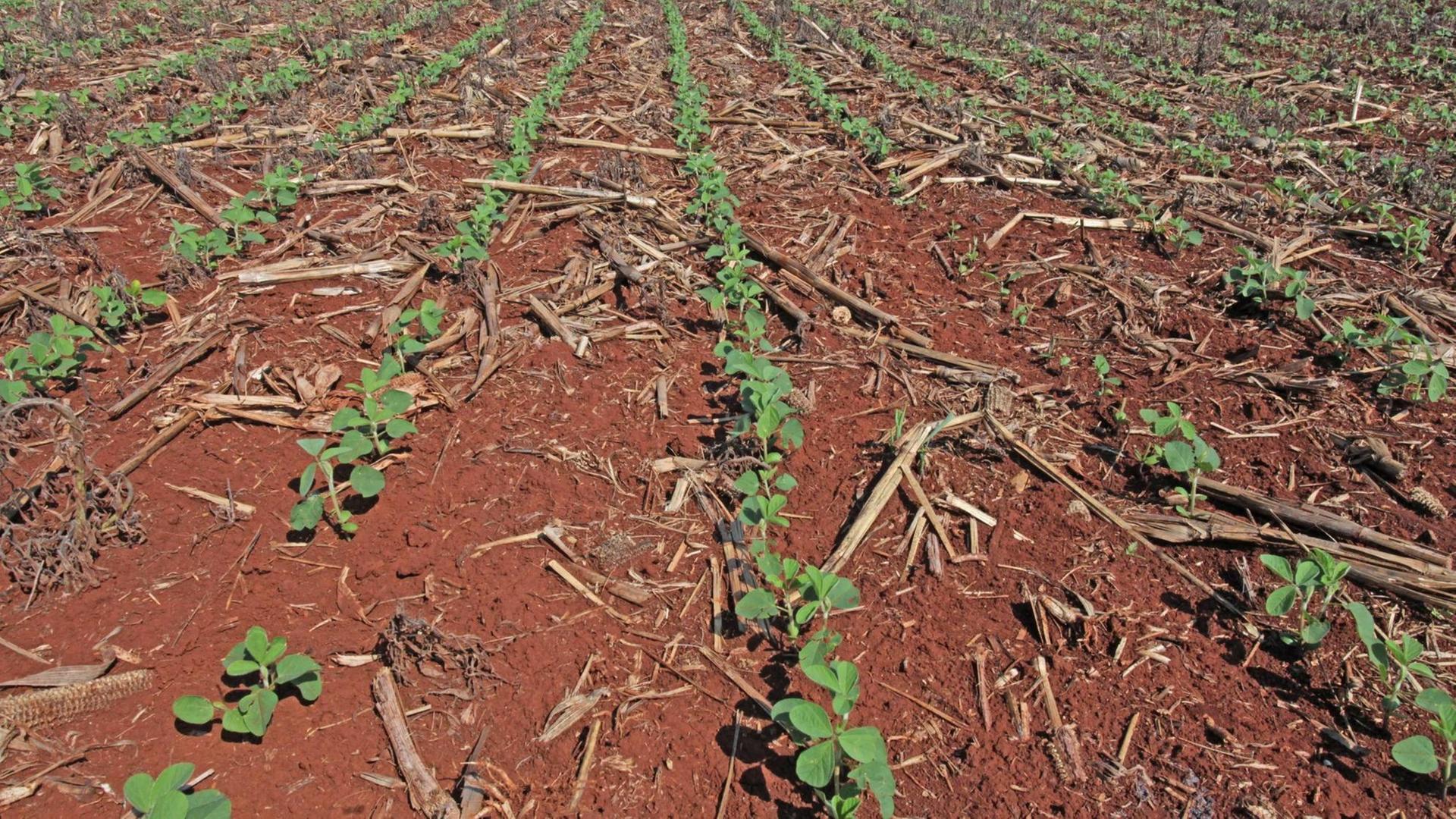 Sojapflanzen in einer Reihe auf roter Erde gepflanzt auf einer Plantage in Campo Mourão, Paraná, Brasilien