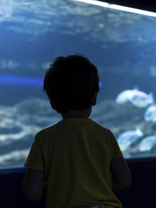 Silhouette eines Vorschulkindes, das sich Fische ansieht, die in einem großen Aquarium schwimmen.
