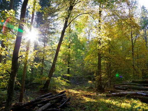 Sonne scheint durch Blätter in einem Wald nahe Würzburg. 